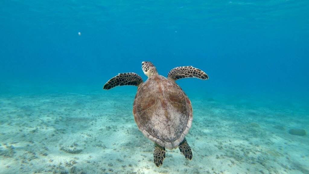 Bonaire